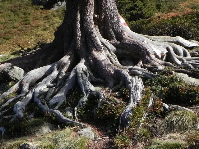 tree roots clogging drain